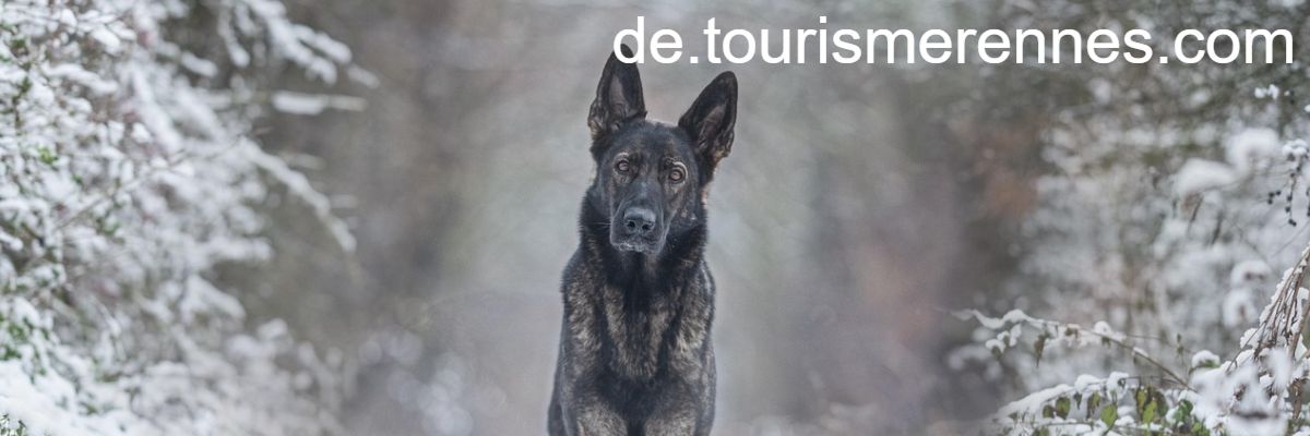 de.tourismerennes.com